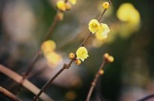 凌寒独放送幽香 上海植物园今年首朵蜡梅绽放