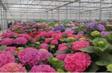 距第十届花博会还有150天！900余万盆精品花卉已“整装待发”