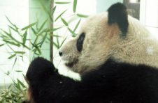 上海这家快70岁的高龄乐园成功逆袭，与迪士尼乐园平起平坐