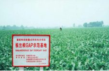 又当野菜又当粮 辰山植物园“艰苦历程”野菜展花开盛夏