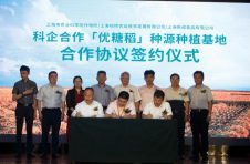 科企合作 “优糖稻”将在上海推广千亩种植